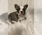 Small Photo #8 French Bulldog Puppy For Sale in SEBRING, FL, USA