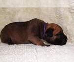 Small Photo #3 Bullmastiff Puppy For Sale in VERONA, MO, USA