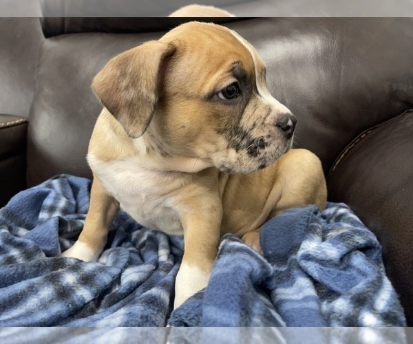 Medium Photo #77 American Bully Puppy For Sale in REESEVILLE, WI, USA