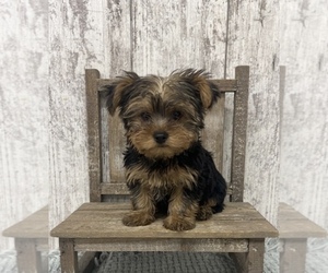 Yorkshire Terrier Puppy for sale in PEEBLES, OH, USA