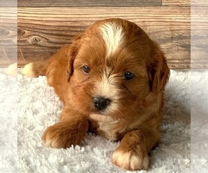 Cavapoo-Poodle (Miniature) Mix Puppy for sale in SAINT JOE, IN, USA
