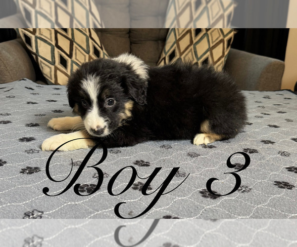 Medium Photo #7 Australian Shepherd Puppy For Sale in SALISBURY, NC, USA
