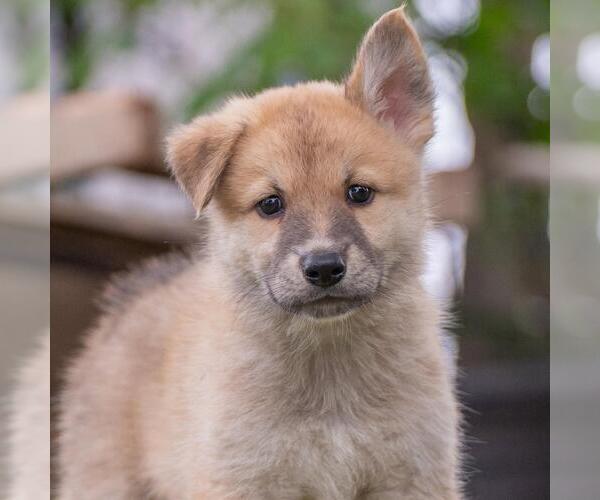 Medium Photo #2 Siberian Husky-Unknown Mix Puppy For Sale in San Diego, CA, USA