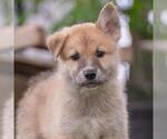 Small #1 Siberian Husky Mix