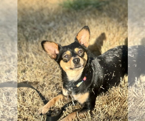 Medium Photo #1 Chihuahua-Unknown Mix Puppy For Sale in Bellevue, WA, USA