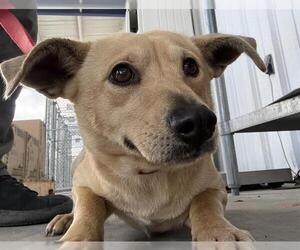 Chihuahua Dogs for adoption in Bakersfield, CA, USA