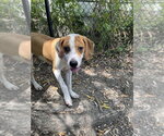 Small #1 Mutt