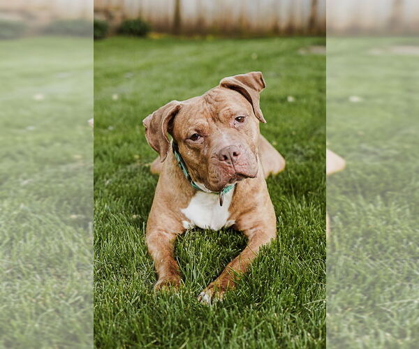 Medium Photo #4 American Pit Bull Terrier-Labrador Retriever Mix Puppy For Sale in Princeton, MN, USA
