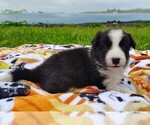 Small #5 Border Collie
