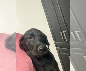 Medium Labrador Retriever
