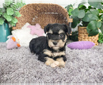 Small #1 Schnauzer (Miniature)