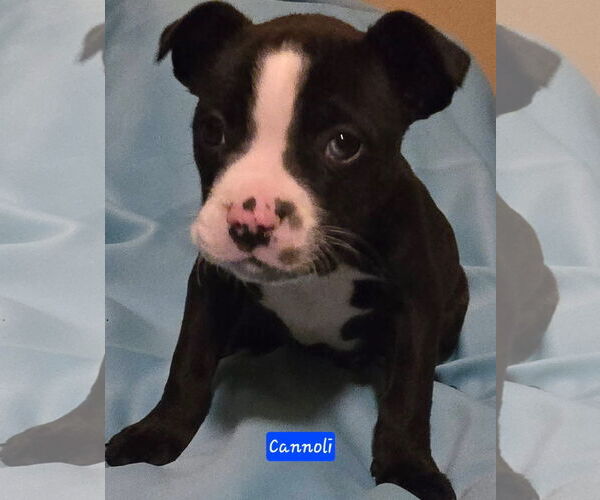 Medium Photo #2 Boston Terrier-Unknown Mix Puppy For Sale in Alexander, AR, USA