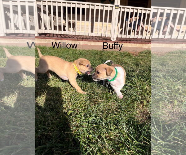 Medium Photo #9 Border Terrier-Unknown Mix Puppy For Sale in Denver , CO, USA