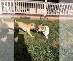 Small #8 Border Terrier Mix