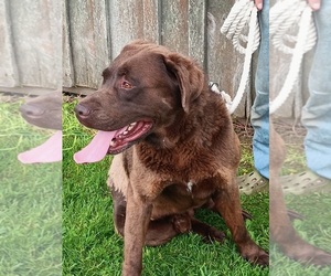 Father of the Labrador Retriever puppies born on 06/01/2025