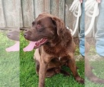 Small Photo #1 Labrador Retriever Puppy For Sale in SWANTON, MD, USA