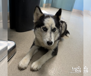 Siberian Husky-Unknown Mix Dogs for adoption in Washington, DC, USA