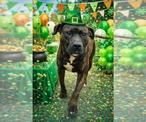 American Staffordshire Terrier-Unknown Mix Dogs for adoption in Myrtle Beach, SC, USA