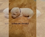 Small Photo #12 Havanese Puppy For Sale in DREXEL, MO, USA