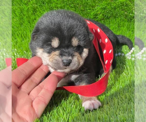 Medium Photo #4 Shiba Inu Puppy For Sale in FOYIL, OK, USA