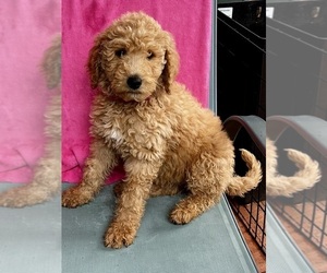 Medium Bernedoodle