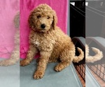 Puppy Puppy 4 Bernedoodle
