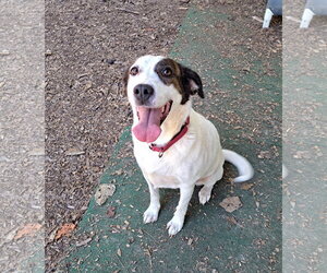Mutt Dogs for adoption in Clarkesville, GA, USA