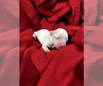 Small Photo #2 Maltese Puppy For Sale in HAYWARD, CA, USA