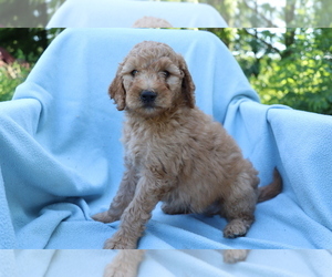 Goldendoodle (Miniature) Puppy for sale in SHILOH, OH, USA