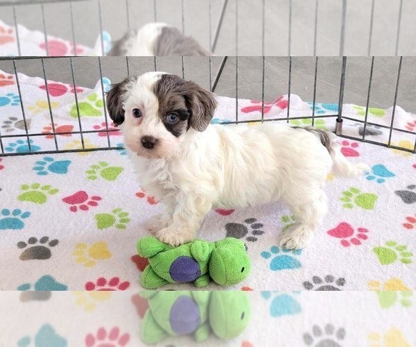Medium Photo #9 Poovanese Puppy For Sale in ORO VALLEY, AZ, USA