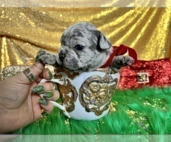 Medium Photo #46 French Bulldog Puppy For Sale in HAYWARD, CA, USA