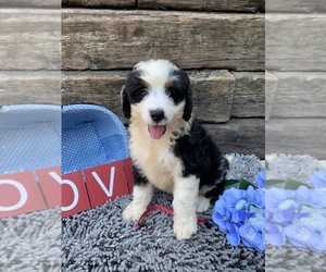 Miniature Bernedoodle Puppy for sale in MC DONOUGH, GA, USA