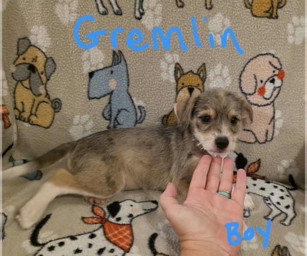 Medium Photo #21 Chizer Puppy For Sale in MONTEZUMA, GA, USA