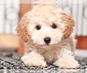 Maltipoo Puppy for sale in NAPLES, FL, USA