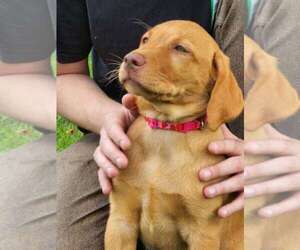 Labrador Retriever Puppy for sale in BUFFALO, NY, USA