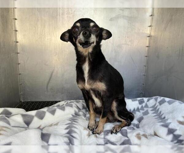 Medium Photo #1 Chihuahua Puppy For Sale in San Martin, CA, USA