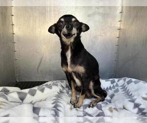 Chihuahua Dogs for adoption in San Martin, CA, USA