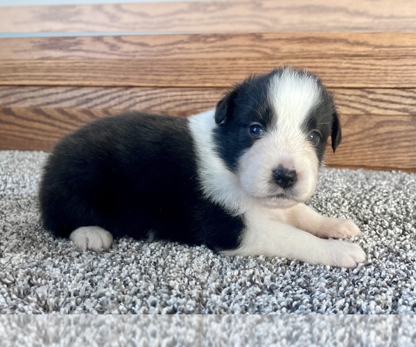 Medium Photo #4 Australian Shepherd Puppy For Sale in LODA, IL, USA