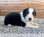 Small #3 Australian Shepherd