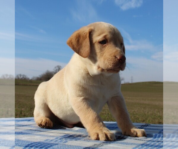 Medium Photo #5 Labrador Retriever Puppy For Sale in HAGERSTOWN, MD, USA