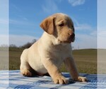 Small Photo #5 Labrador Retriever Puppy For Sale in HAGERSTOWN, MD, USA