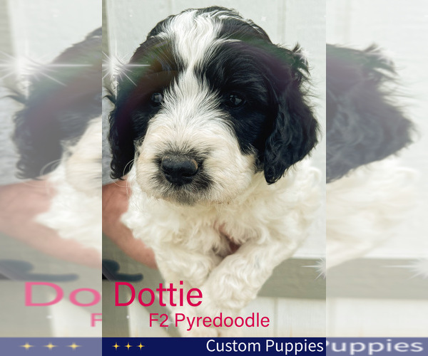 Medium Photo #4 Pyredoodle Puppy For Sale in GEORGETOWN, TX, USA