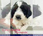 Small Photo #4 Pyredoodle Puppy For Sale in GEORGETOWN, TX, USA