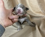 Small Photo #22 Olde English Bulldogge Puppy For Sale in CHETEK, WI, USA