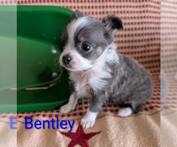 Medium Photo #7 Chihuahua Puppy For Sale in LEBANON, PA, USA