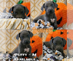 Small Photo #1 Great Dane Puppy For Sale in INDEPENDENCE, MO, USA