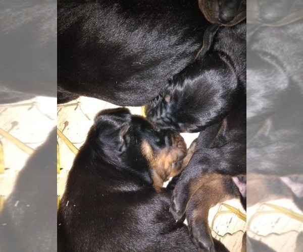 Medium Photo #3 Black and Tan Coonhound Puppy For Sale in BOWEN, IL, USA