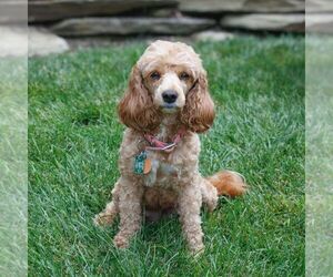 Mother of the Cavapoo puppies born on 04/24/2025