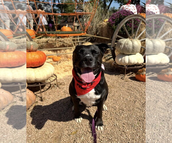 Medium Photo #4 American Staffordshire Terrier-Unknown Mix Puppy For Sale in Rosenberg, TX, USA