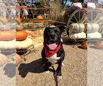 Small #3 American Staffordshire Terrier Mix